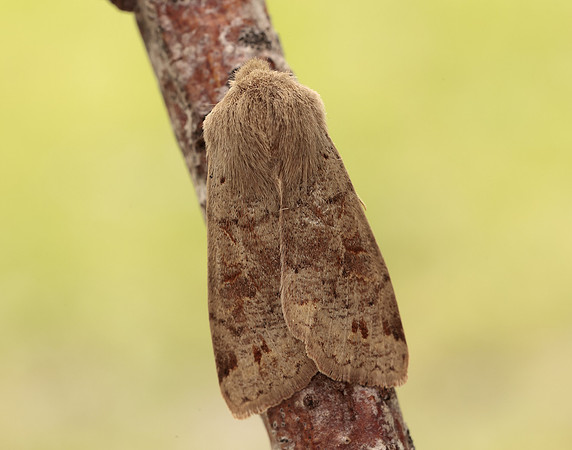 73.250 BF2189 Twin-spotted Quaker Anorthoa munda