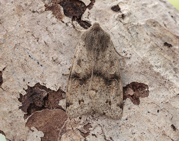 73.250 BF2189 Twin-spotted Quaker Anorthoa munda