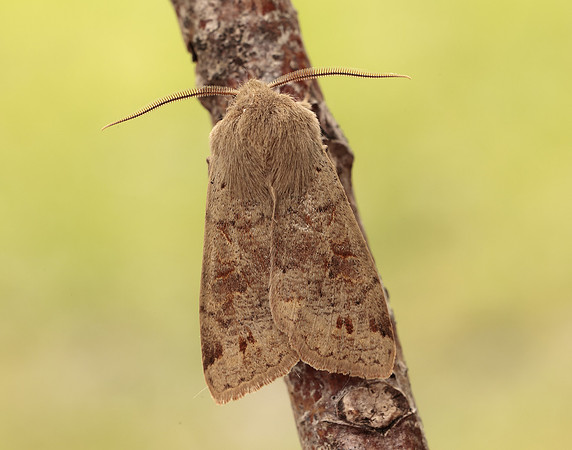 73.250 BF2189 Twin-spotted Quaker Anorthoa munda