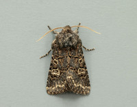 73.252 BF2177 Hedge Rustic Tholera cespitis