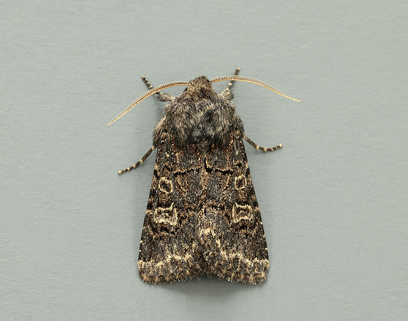 73.252 BF2177 Hedge Rustic Tholera cespitis