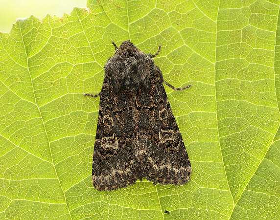 73.252 BF2177 Hedge Rustic Tholera cespitis