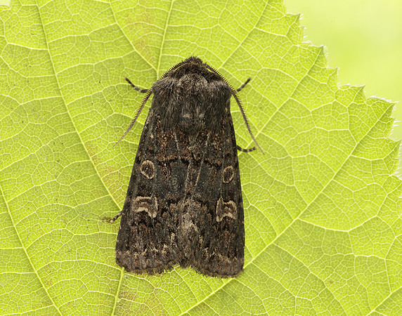 73.252 BF2177 Hedge Rustic Tholera cespitis