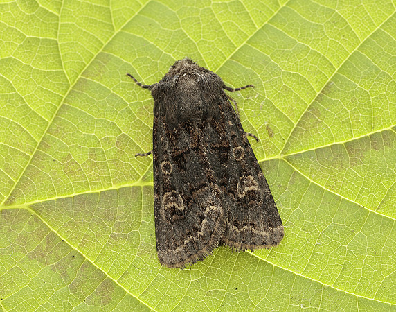 73.252 BF2177 Hedge Rustic Tholera cespitis