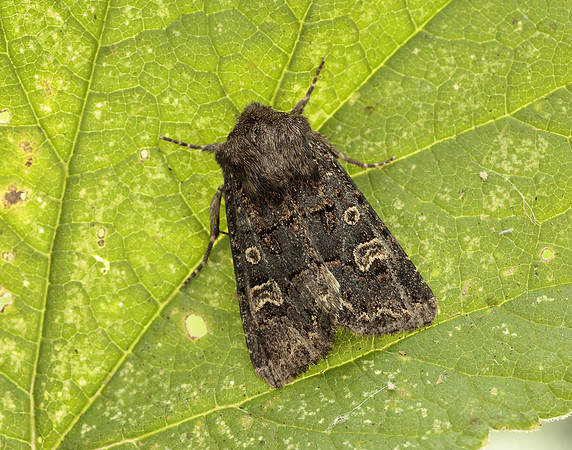 73.252 BF2177 Hedge Rustic Tholera cespitis