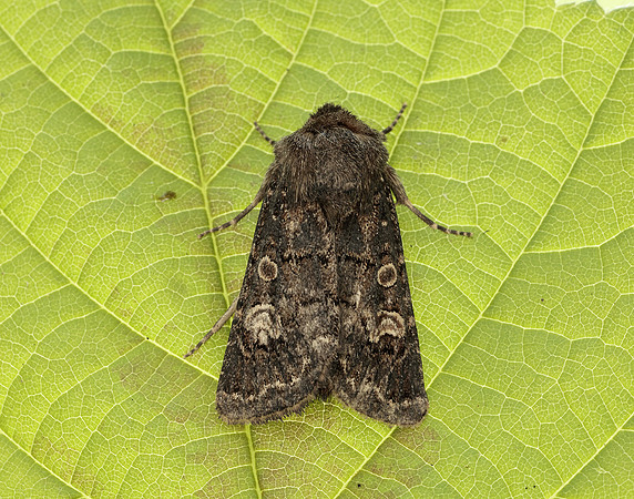 73.252 BF2177 Hedge Rustic Tholera cespitis