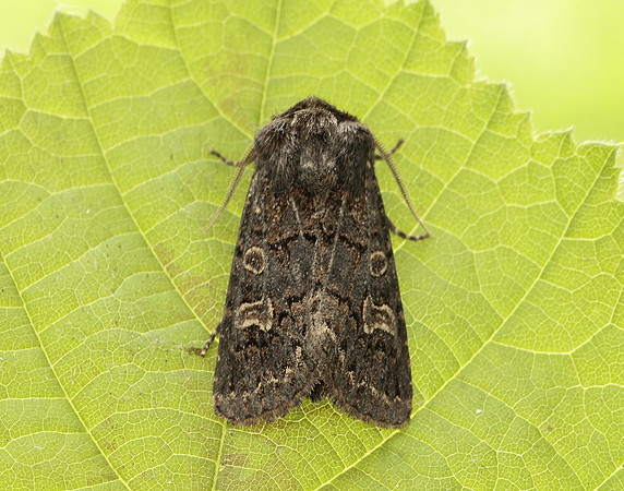 73.252 BF2177 Hedge Rustic Tholera cespitis