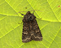 73.252 BF2177 Hedge Rustic Tholera cespitis