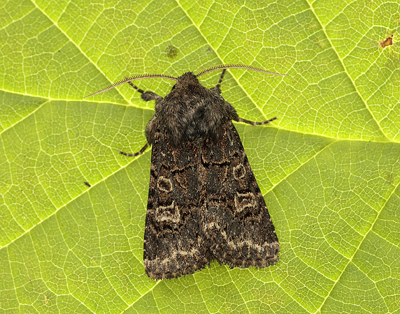 73.252 BF2177 Hedge Rustic Tholera cespitis