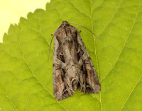 73.266 BF2159 Dog's Tooth Lacanobia suasa