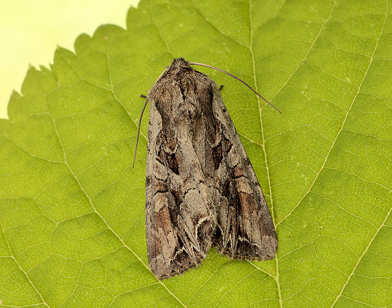 73.266 BF2159 Dog's Tooth Lacanobia suasa