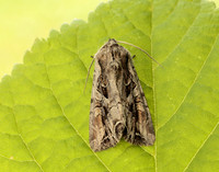 73.266 BF2159 Dog's Tooth Lacanobia suasa