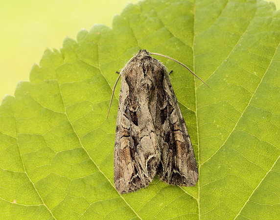 73.266 BF2159 Dog's Tooth Lacanobia suasa
