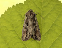 73.266 BF2159 Dog's Tooth Lacanobia suasa