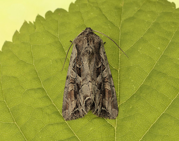 73.266 BF2159 Dog's Tooth Lacanobia suasa