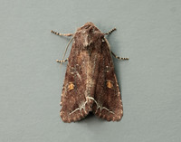 73.267 BF2160 Bright-line Brown-eye Lacanobia oleracea