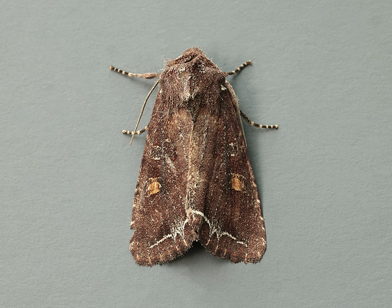 73.267 BF2160 Bright-line Brown-eye Lacanobia oleracea