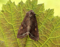 73.267 BF2160 Bright-line Brown-eye Lacanobia oleracea