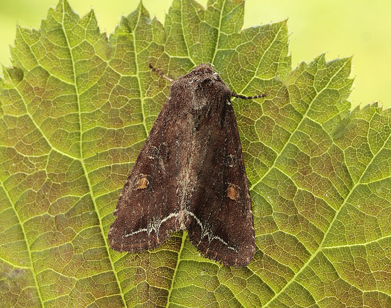 73.267 BF2160 Bright-line Brown-eye Lacanobia oleracea
