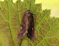 73.267 BF2160 Bright-line Brown-eye Lacanobia oleracea