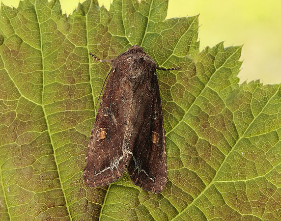 73.267 BF2160 Bright-line Brown-eye Lacanobia oleracea