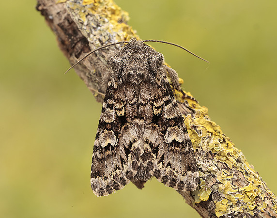 73.272 BF2162 Glaucous Shears Papestra biren