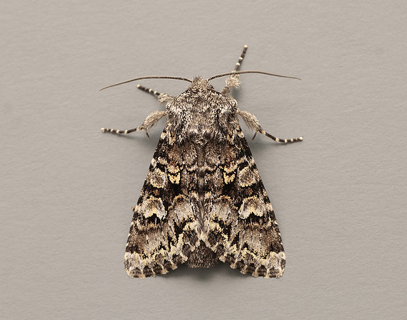 73.272 BF2162 Glaucous Shears Papestra biren