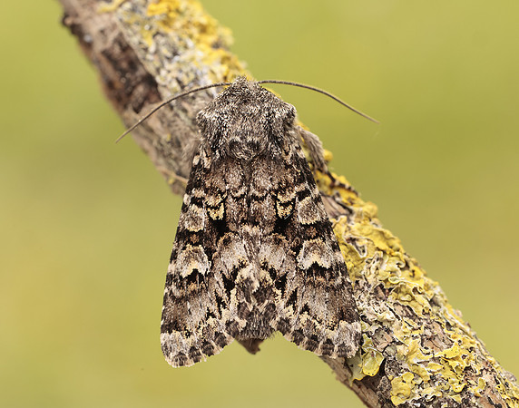 73.272 BF2162 Glaucous Shears Papestra biren