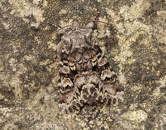 73.272 BF2162 Glaucous Shears Papestra biren