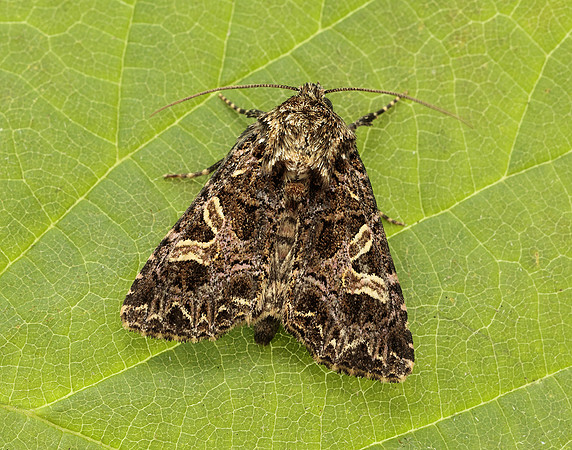 73.276 BF2166 Campion Sideridis rivularis
