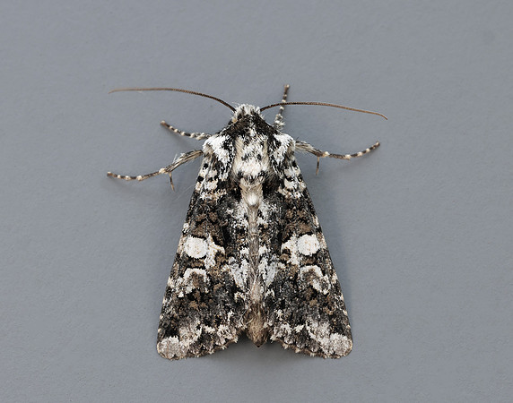 73.283 BF2171 Marbled Coronet Hadena confusa