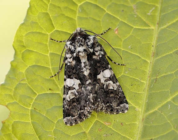 73.283 BF2171 Marbled Coronet Hadena confusa