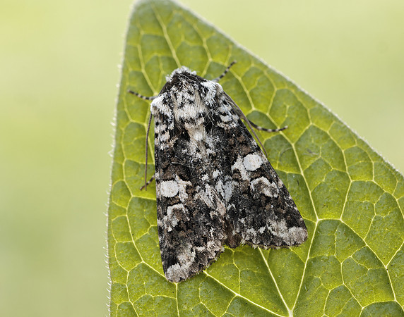73.283 BF2171 Marbled Coronet Hadena confusa