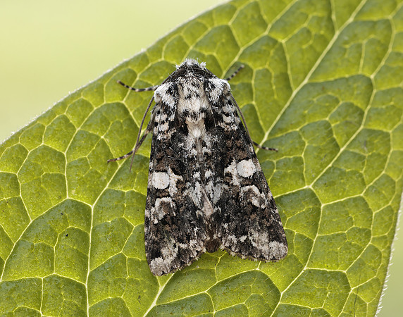 73.283 BF2171 Marbled Coronet Hadena confusa