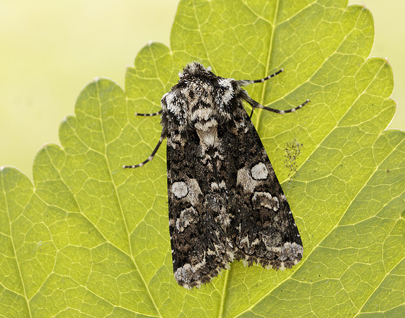 73.283 BF2171 Marbled Coronet Hadena confusa