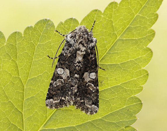 73.283 BF2171 Marbled Coronet Hadena confusa