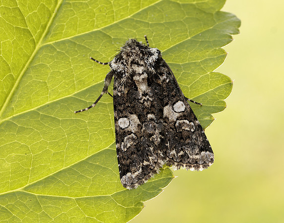 73.283 BF2171 Marbled Coronet Hadena confusa
