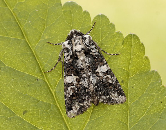73.283 BF2171 Marbled Coronet Hadena confusa