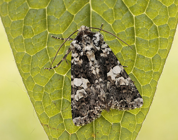 73.283 BF2171 Marbled Coronet Hadena confusa