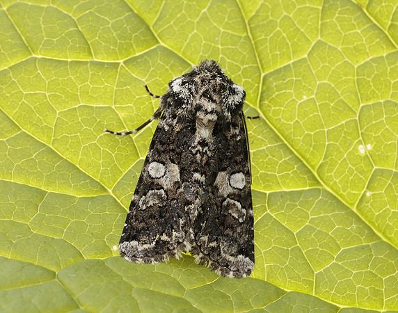 73.283 BF2171 Marbled Coronet Hadena confusa