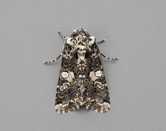 73.283 BF2171 Marbled Coronet Hadena confusa