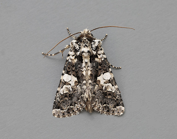 73.283 BF2171 Marbled Coronet Hadena confusa