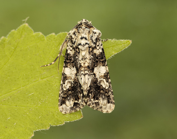 73.283 BF2171 Marbled Coronet Hadena confusa