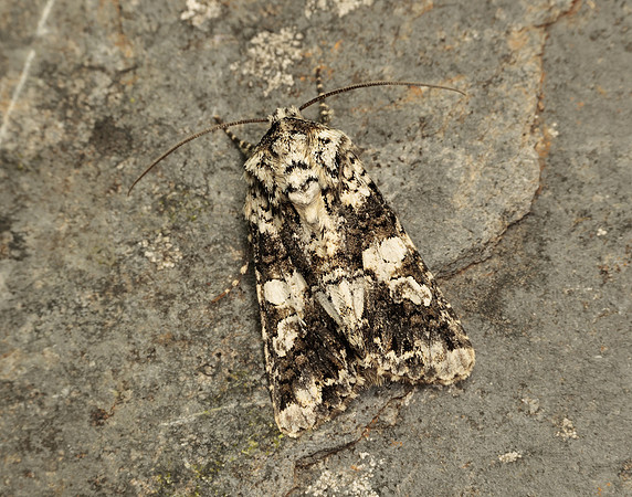 73.283 BF2171 Marbled Coronet Hadena confusa