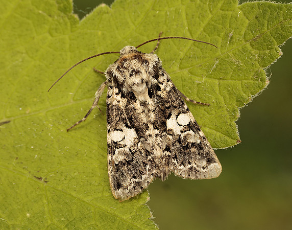 73.283 BF2171 Marbled Coronet Hadena confusa