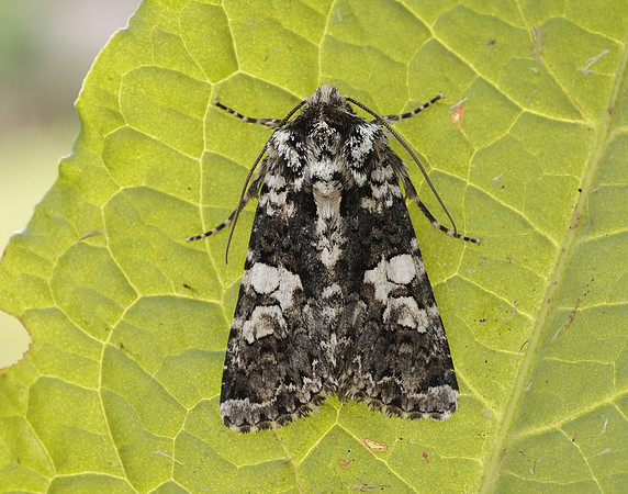 73.283 BF2171 Marbled Coronet Hadena confusa