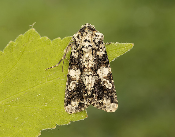 73.283 BF2171 Marbled Coronet Hadena confusa