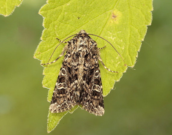 73.286 BF2167 Tawny Shears Hadena perplexa