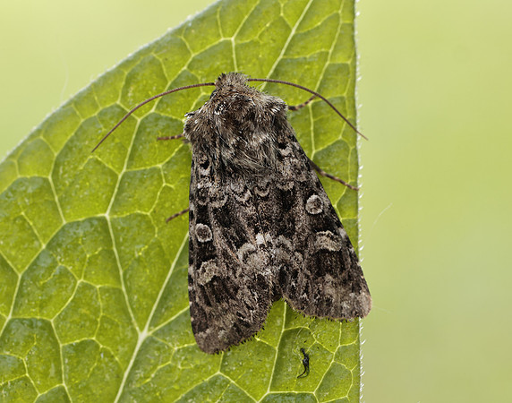 73.286 BF2167 Tawny Shears Hadena perplexa