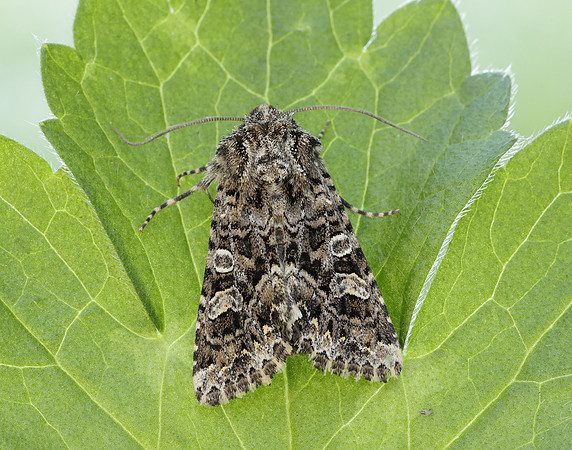 73.286 BF2167 Tawny Shears Hadena perplexa